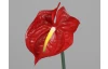 Umělá květina Anthurium 65 cm, červená